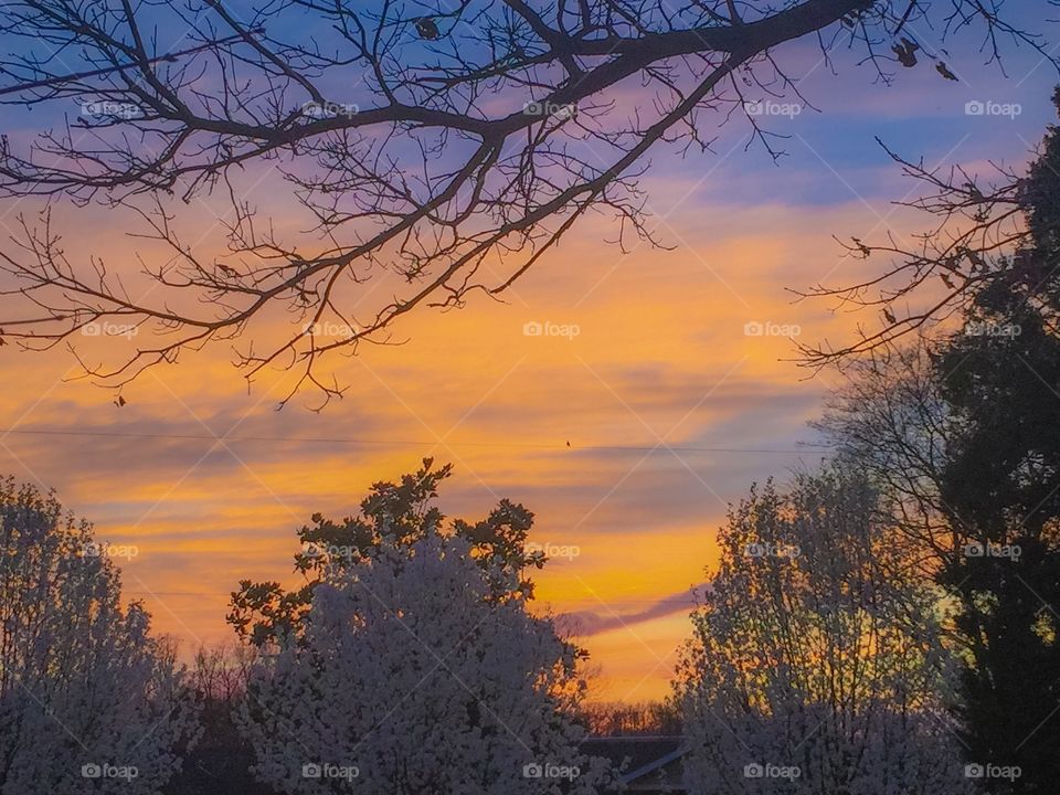 Tree, Dawn, No Person, Landscape, Sunset