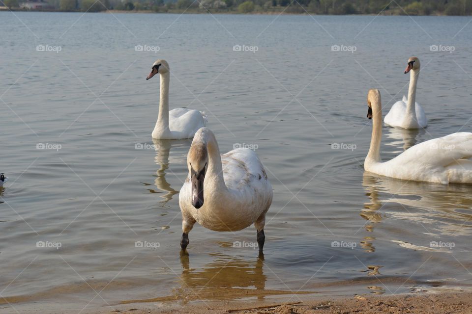 urban birds swans on a city lake