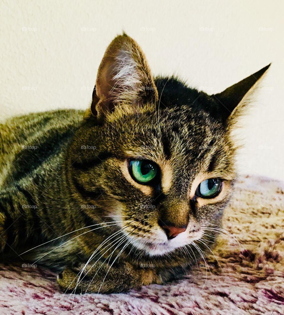 Green-eyed cat