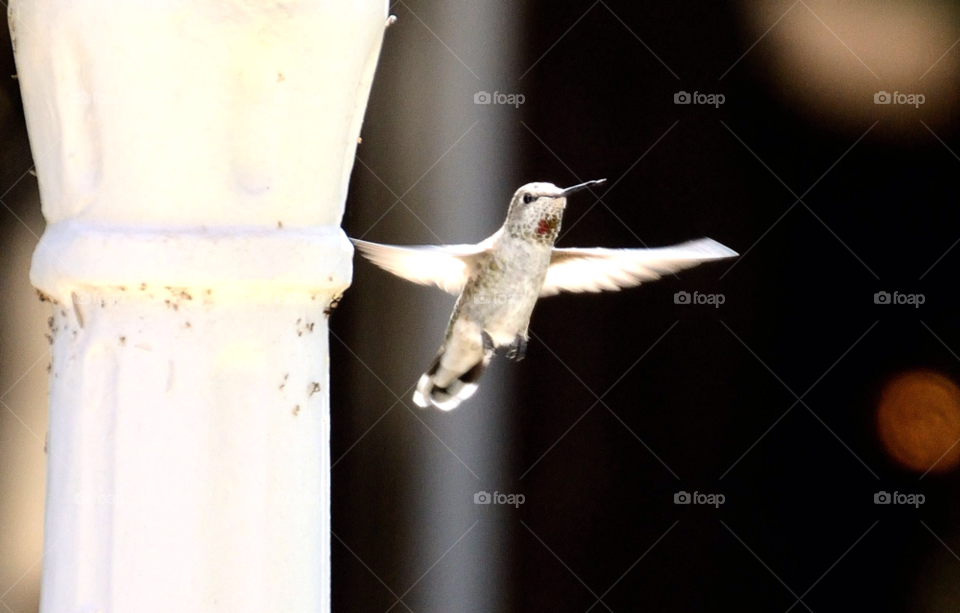 bird flight fly lewis by lewis.blythe.1