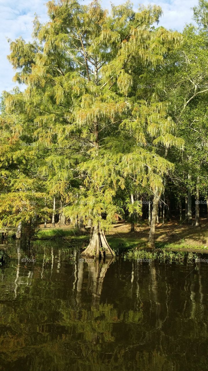 Louisiana trees