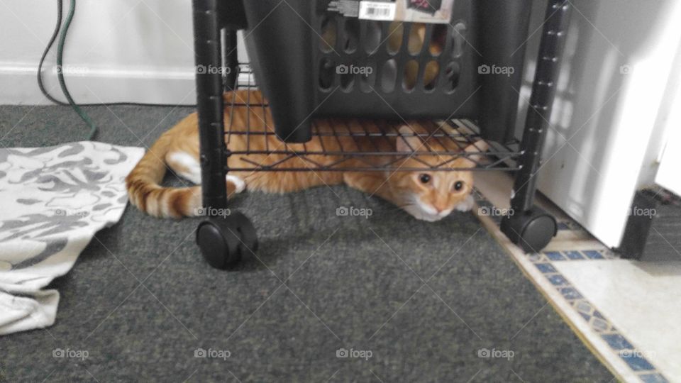 cat under cart