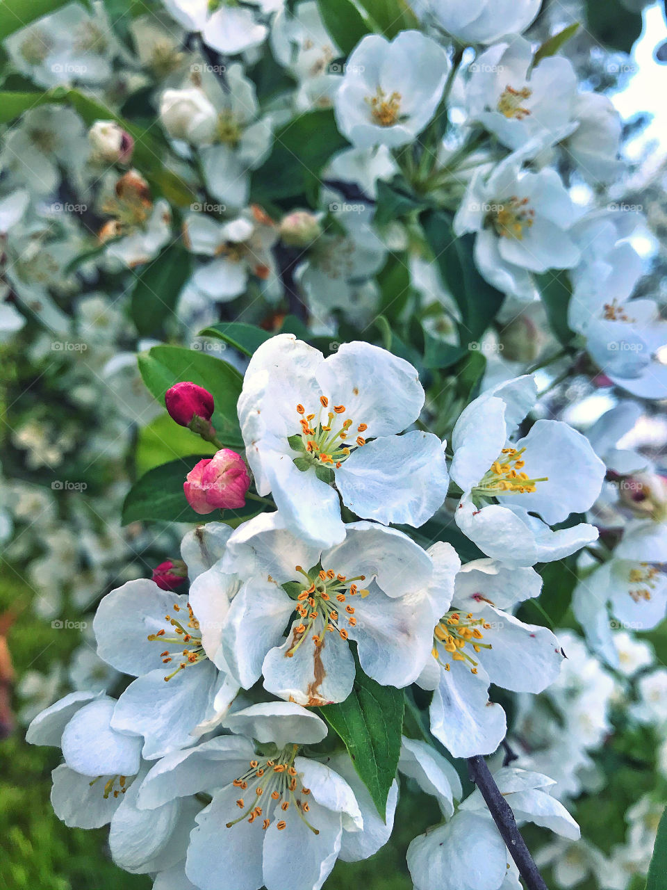 White blossoms on a tree 