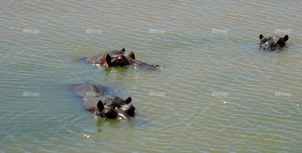 Two hippopotamuses in water