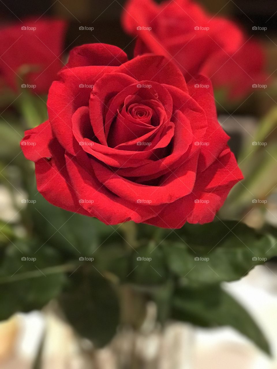 Close up of a rose.
