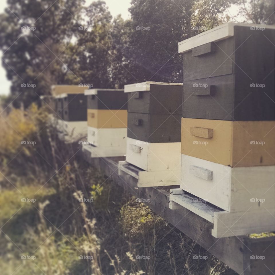 busy bees. honey bee hives in an orchard