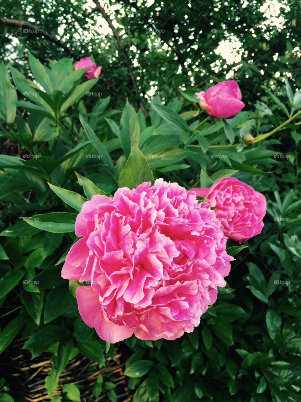 Peony in my garden. My bright pink peonies turn up approximately the same day every year and just look more and more beautiful each year. 