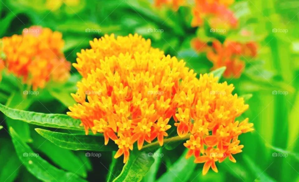 flowers