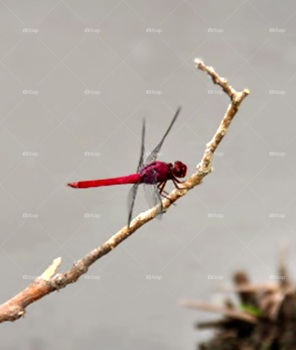 Libélula vermelha