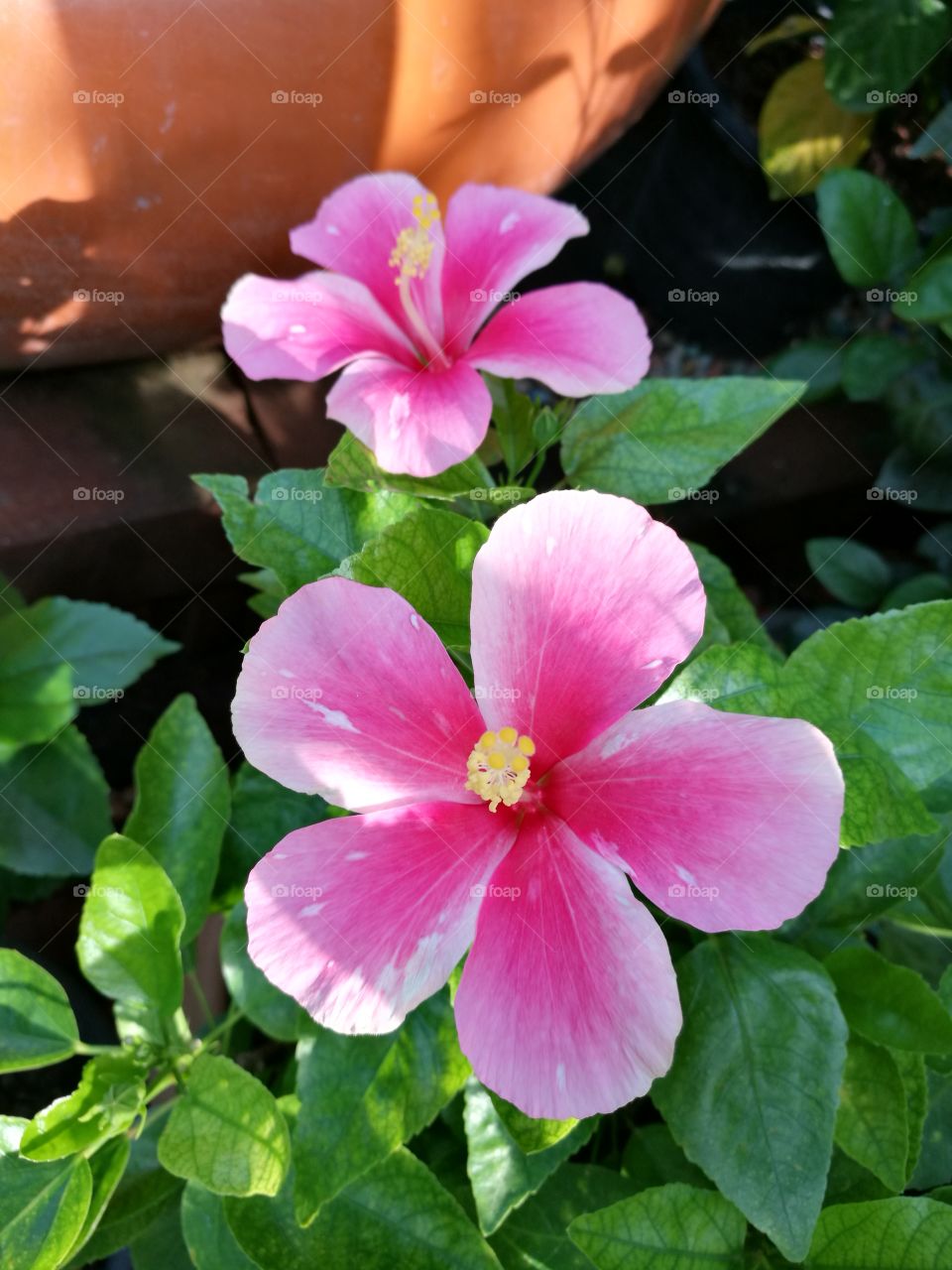 Closeup of two pink hibiscus in sunlight.