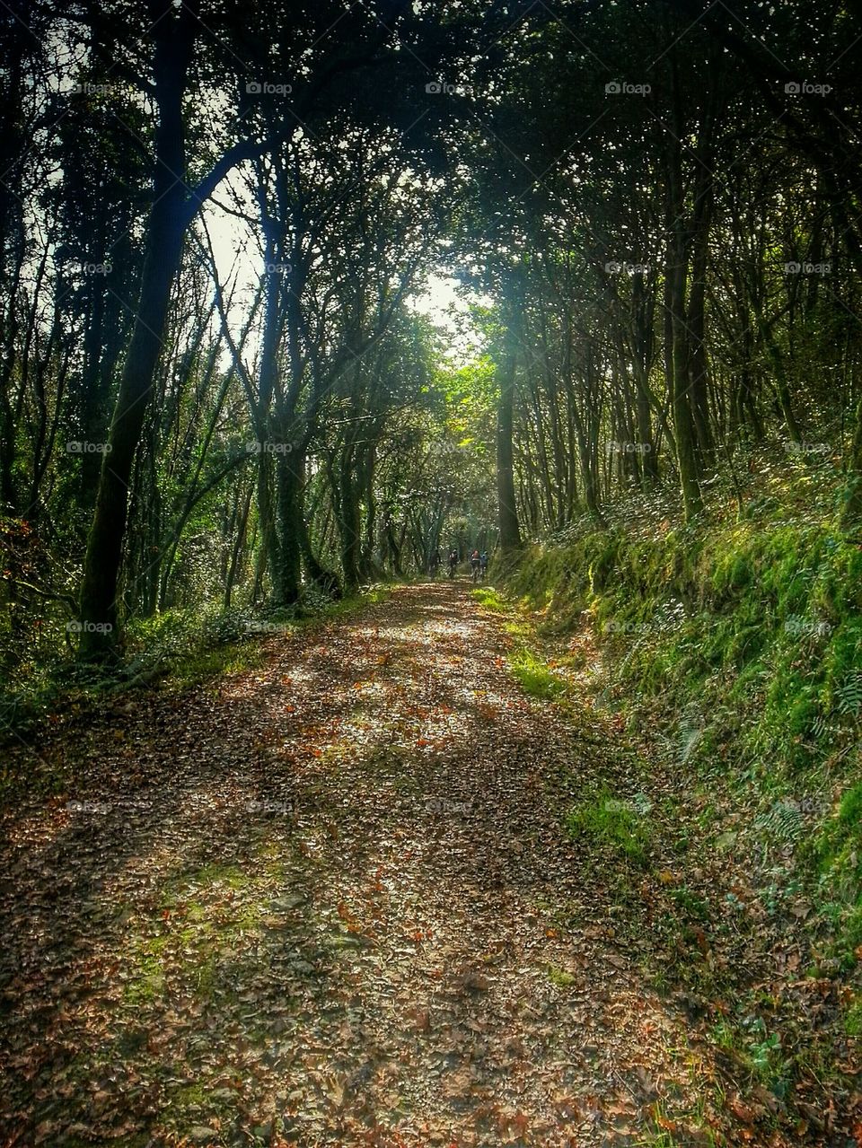 Biking the Trail