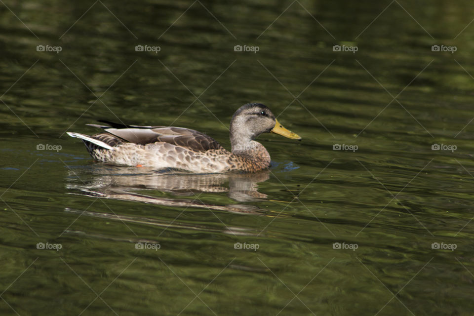 Duck on the lake