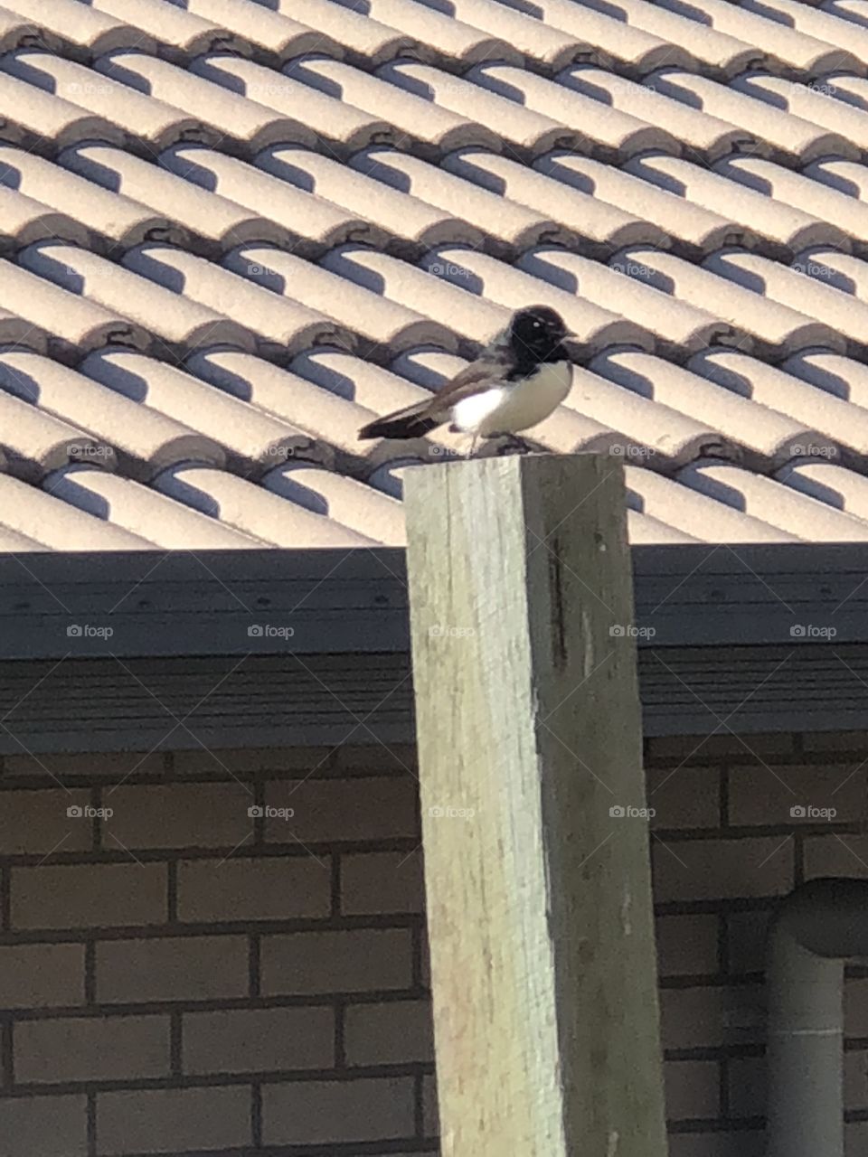 Bird on a fence post