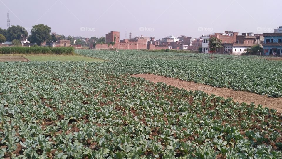 ye India ke kisan ke mehant ka ek sundar photo hai