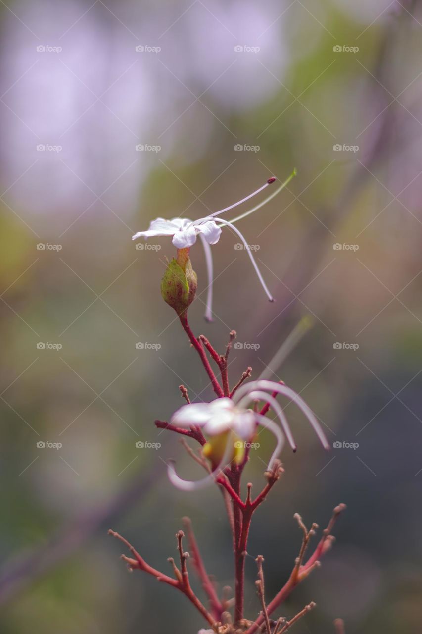 clerodendrum flowers with blurry background