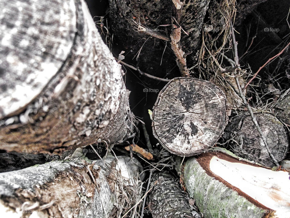 sweden trees woods logs by gordynodrog