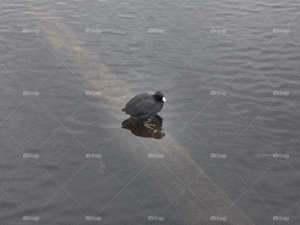 A Coot on a Log in the Lake 