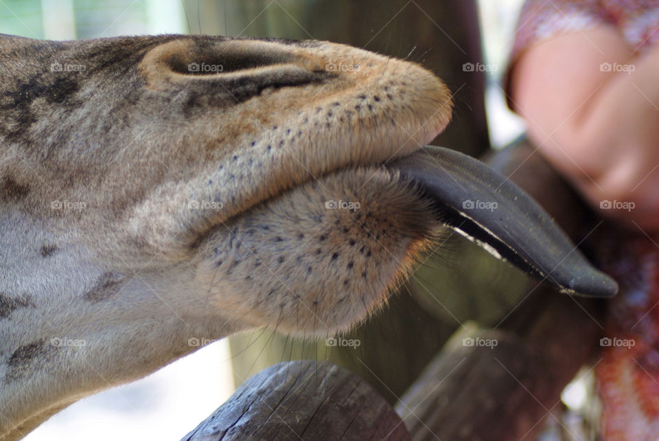 Giraffe tongue