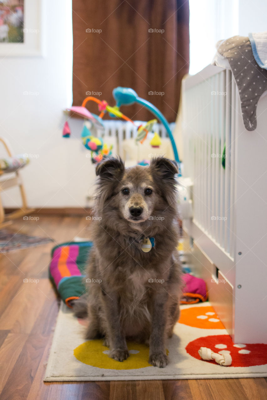 Dog guarding rib at home