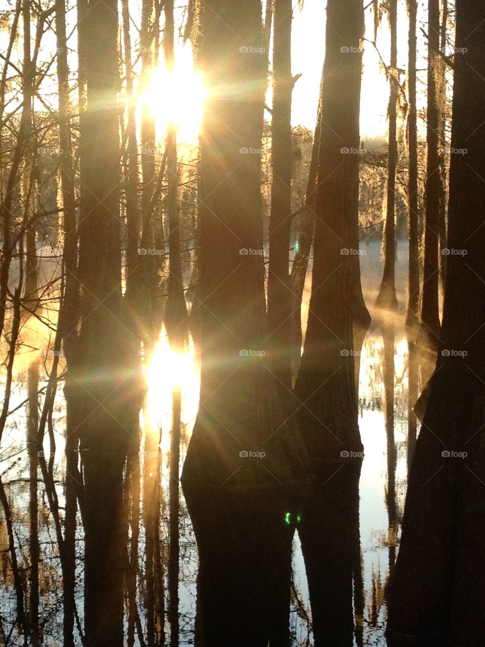 Sunrise, double sun, bright, lake reflection, trees, trunks, beautiful