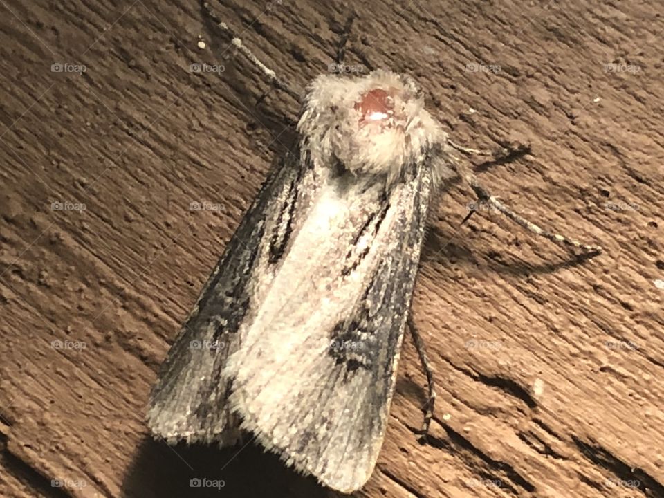 Hairy head moth