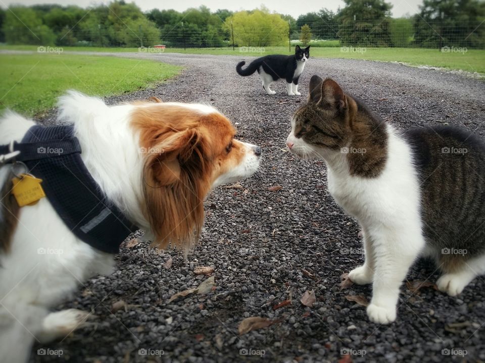 A Papillion dog and a tabby cat meet on a rock road with a black and white cat in background in spring