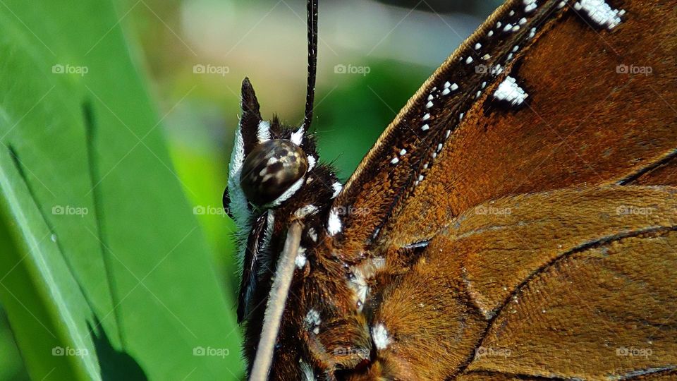 Close-up of a butterfly, beautiful butterfly