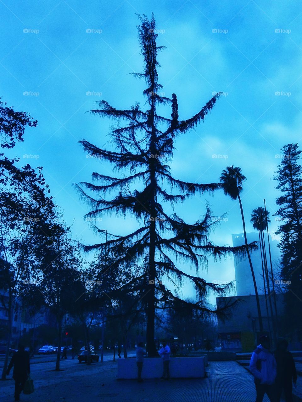 Creepy blue tree