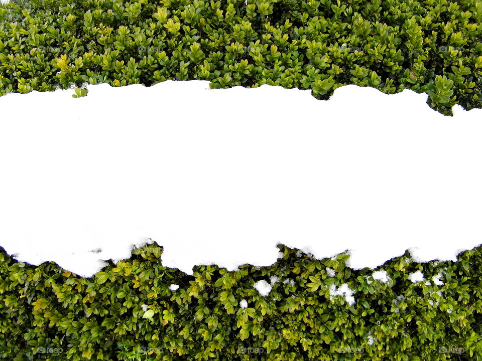 Snow White on tree in the winter and bring