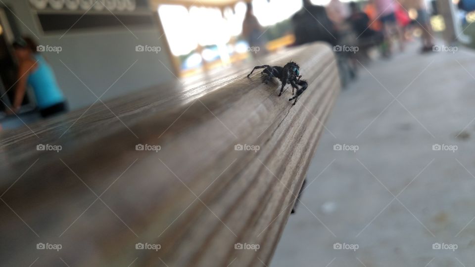 A close shot of an amiable spider upon a picnic table.