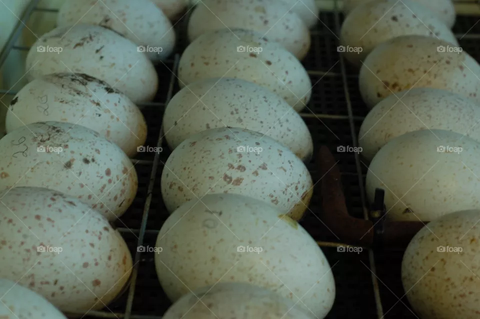 egg