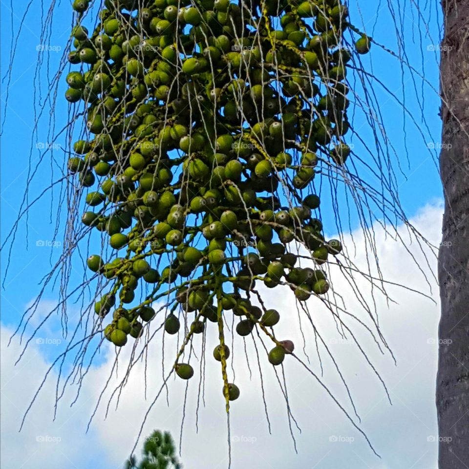 Tree, Nature, Flora, Leaf, No Person