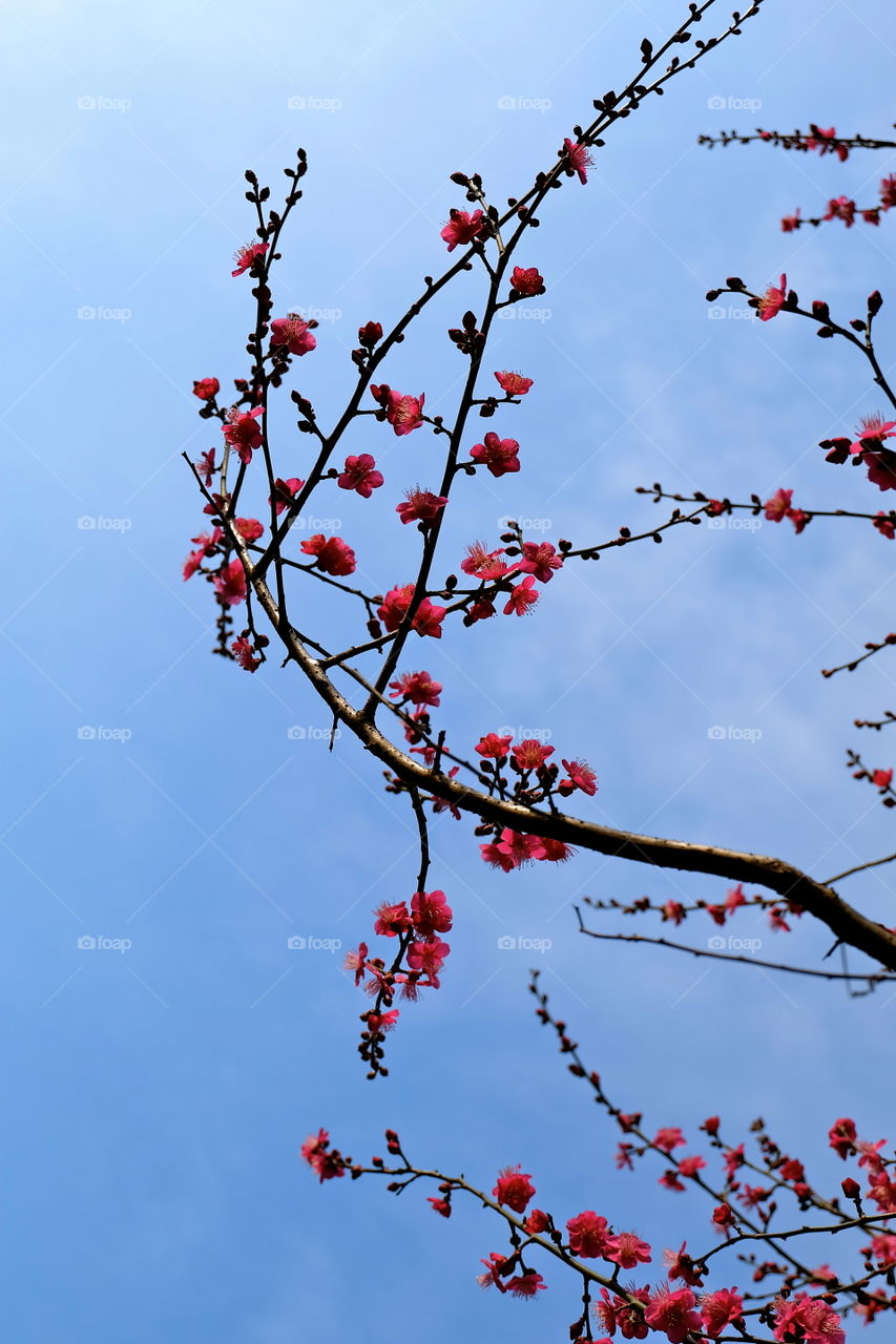 Low angle view of plant blooming in spring