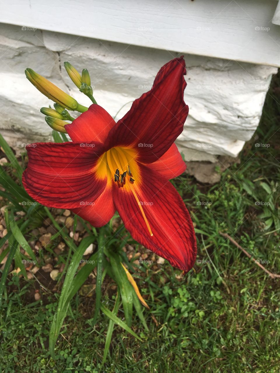 A friend and neighbor gave me three of these bulbs last year and so far one bloom!