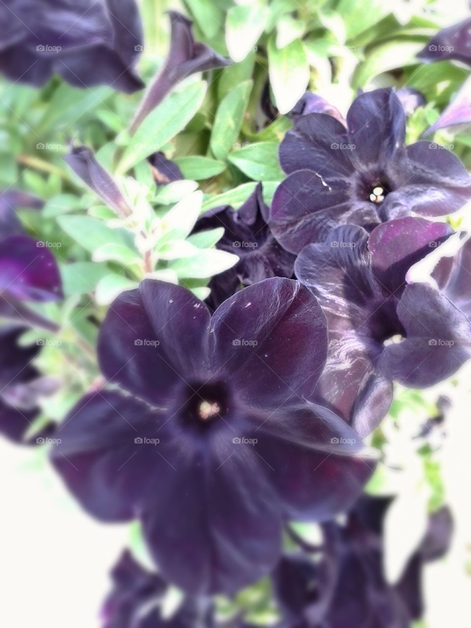 Black Petunia.  The dramatic depth of this flower is amazing.