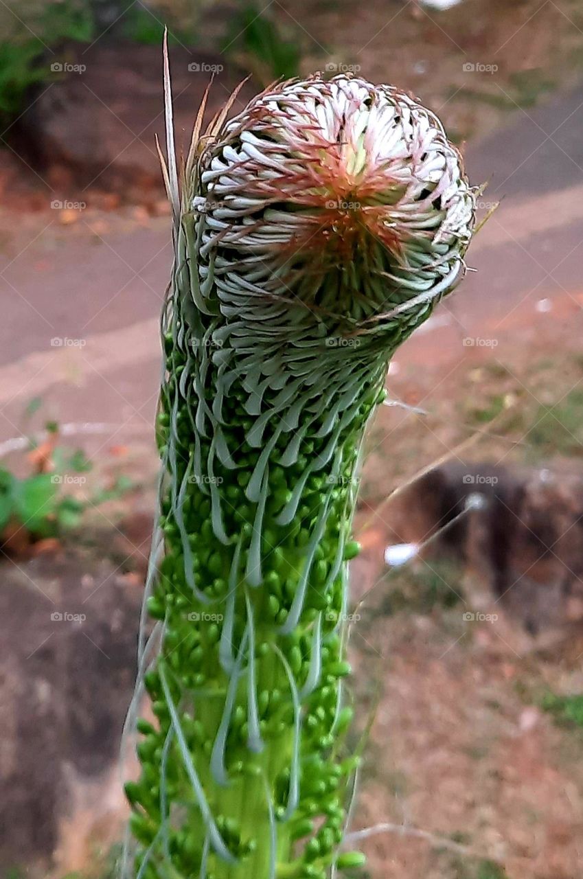 plant and green nature