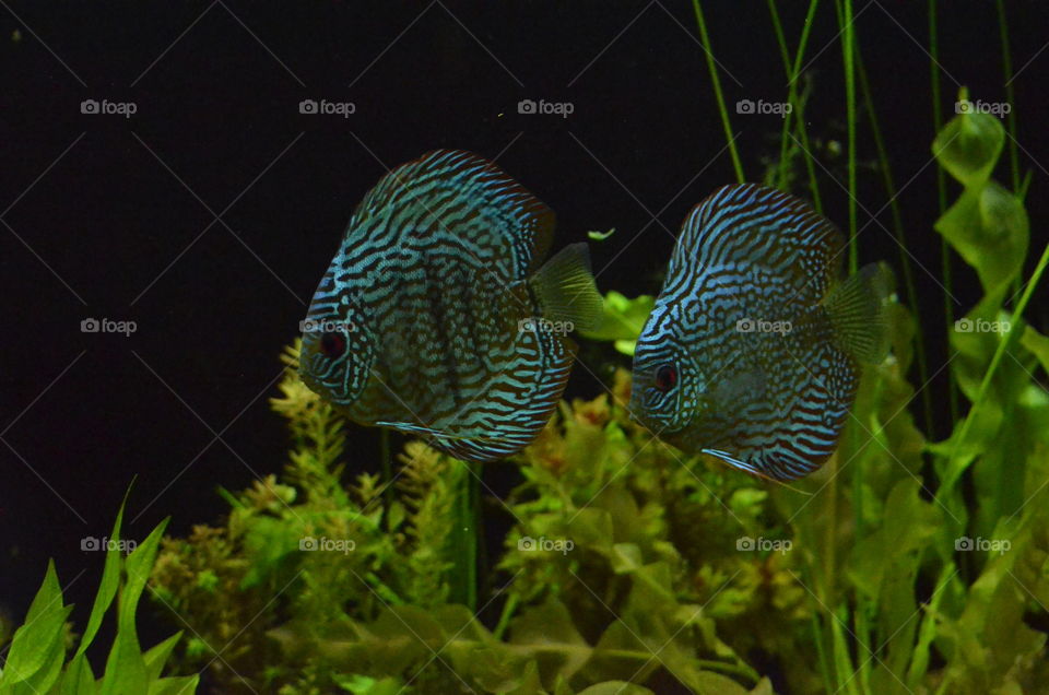 Discus Fish