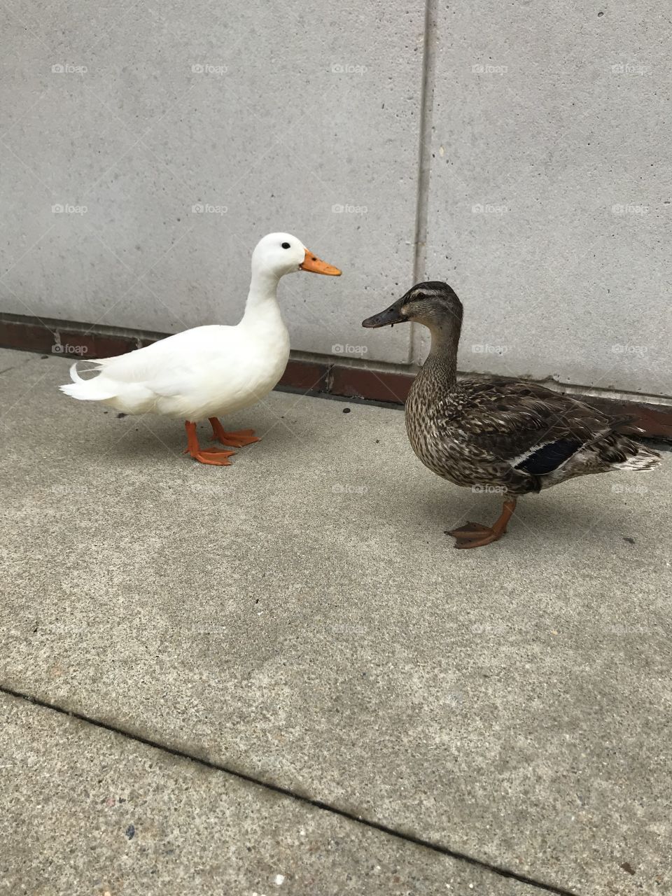 White and brown ducks pose on concrete