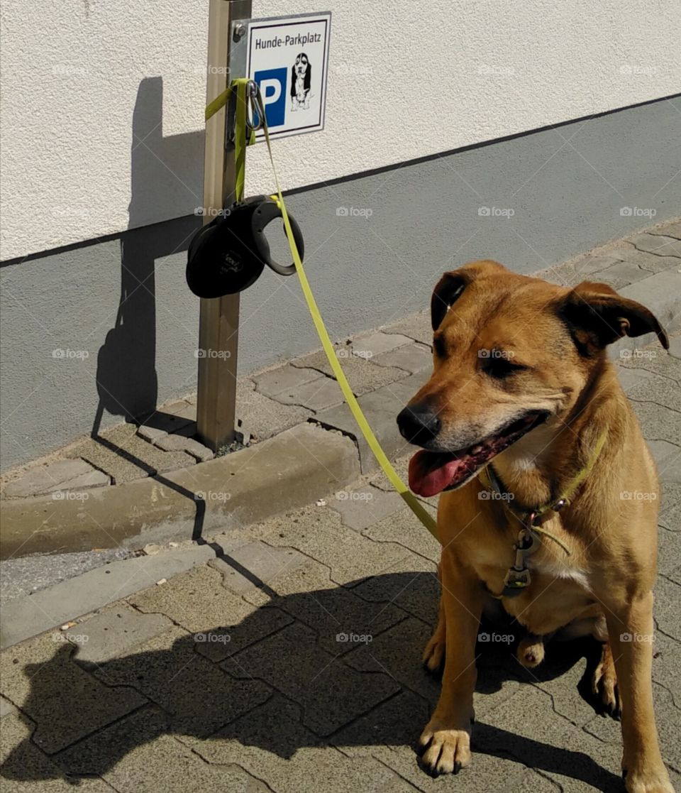 Hundeparkplatz
Parking for dogs