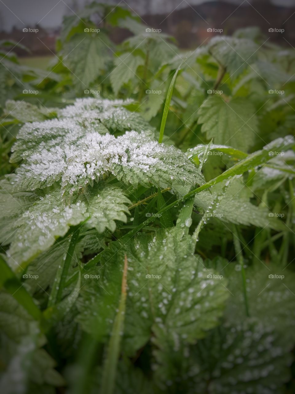 first ice on nettle leaves