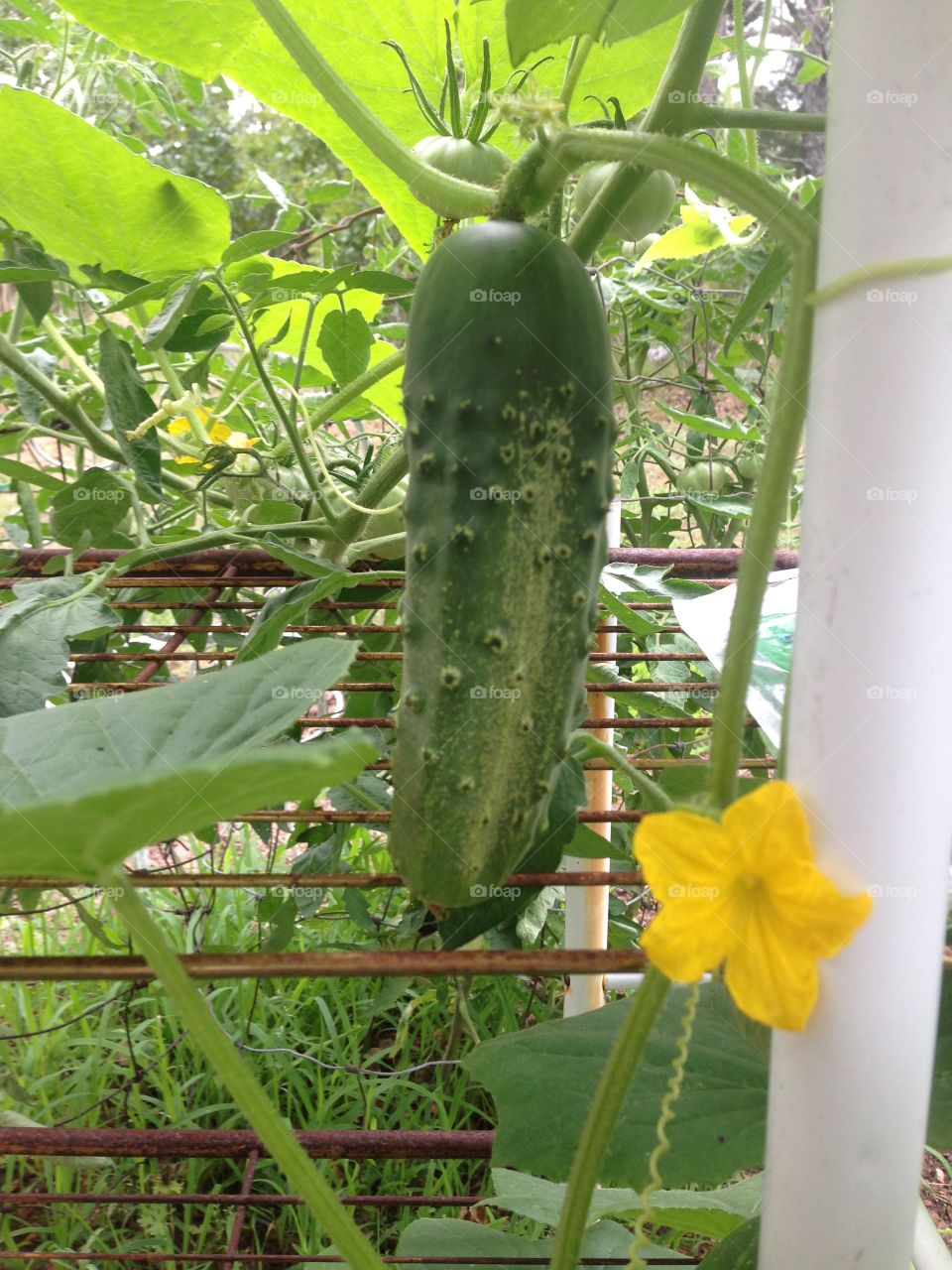 Cucumbers are coming along nicely!