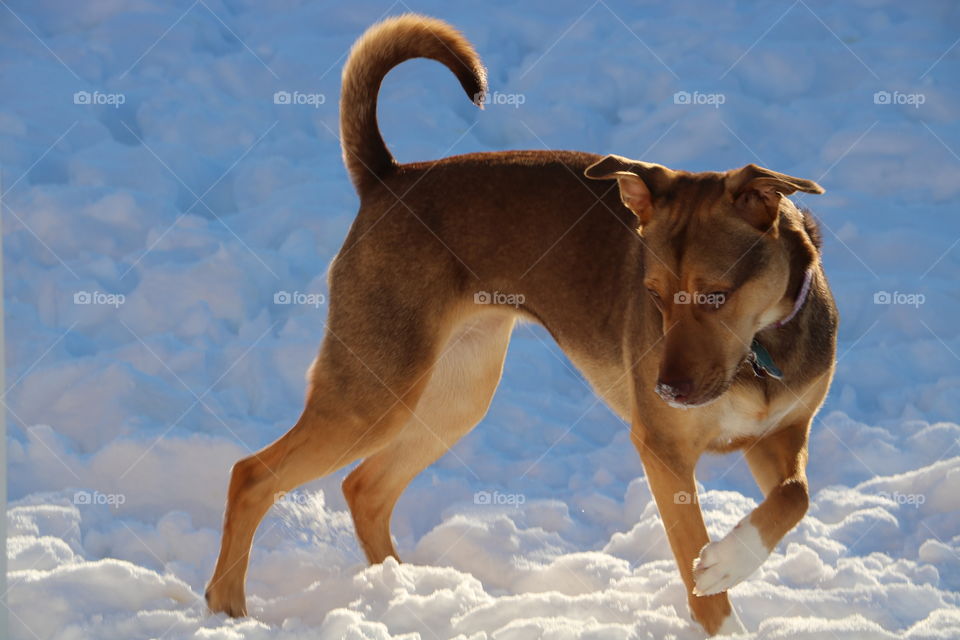 Paris enjoying the snow