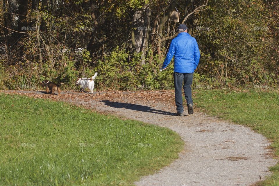 Walking the dogs. Shot of man walking his dogs.