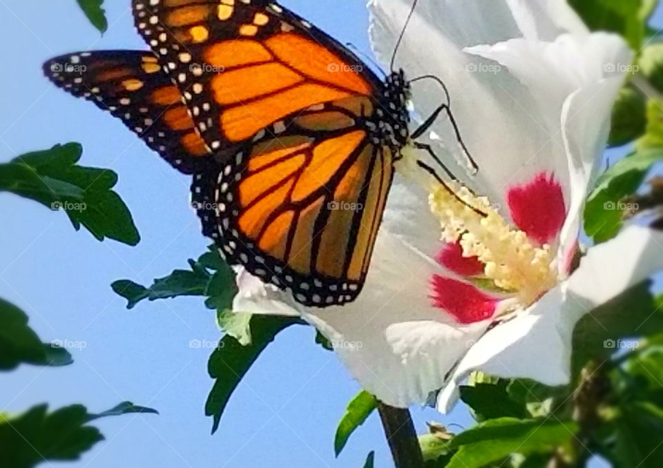 Beautiful Monarch loving on a flower in my garden.