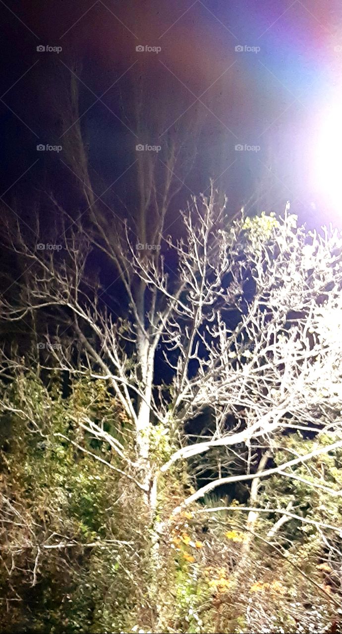 night  street light shining on the trees