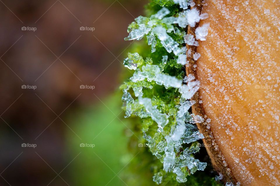Ice and moss on a tree trunk