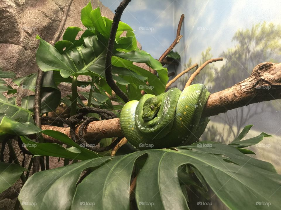 Creepy snakes at the zoo 