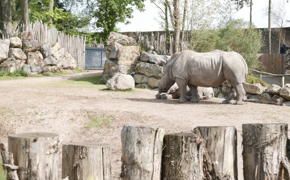 Rhino in the zoo 