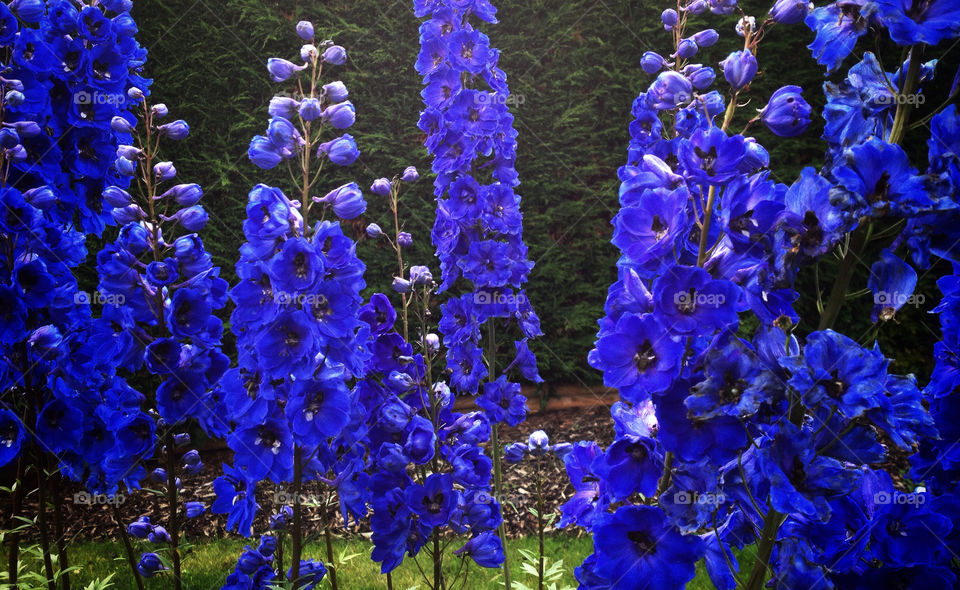 spring flowers garden blue by jjphoto