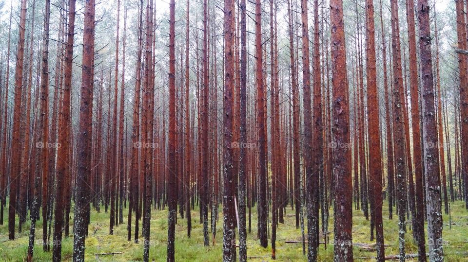 Pine trees in Latvia